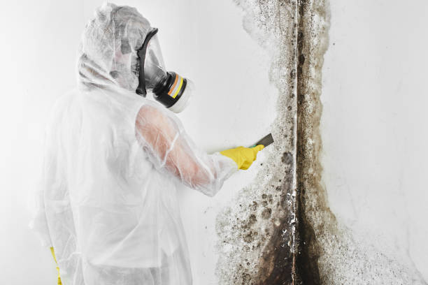 Best Crawl Space Mold Removal  in Riverdale Park, MD