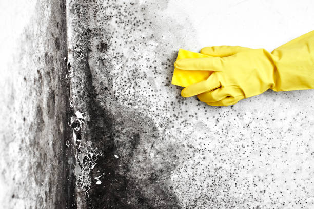Mold Removal Process in Riverdale Park, MD