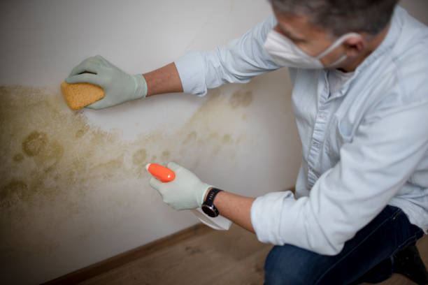 Best Attic Mold Removal  in Riverdale Park, MD