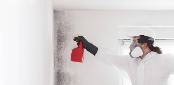 Professional Mold Removal in Riverdale Park, MD