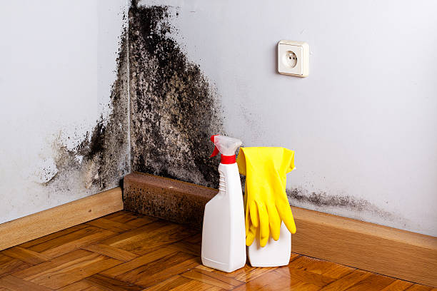 Best Mold Damage Repair  in Riverdale Park, MD