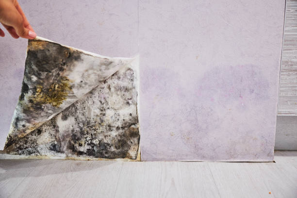 Certified Mold Removal in Riverdale Park, MD
